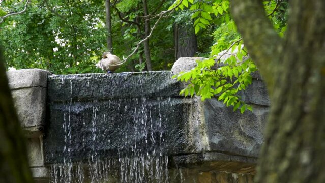 Panning shot of a mallard duck bathing at the top of a waterfall