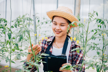 Agronomist's tablet aids tomato farm research for enhanced production. Woman biologist checks...