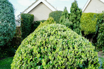 Large, pruned garden bush seen in a back yard for a detached house. The ornamental garden is seen...