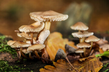 mushrooms in the forest