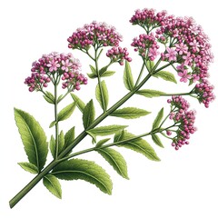 Valeriana officinalis (Valerian) medical plant