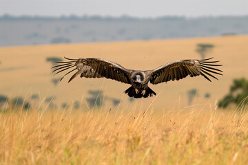 Gliding vulture coming in to land.AI generated