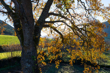Obraz premium Autumn landscape in the town of Basabe de Valdegovia. Valdegovia Valley. Alava. Basque Country. Spain. Europe