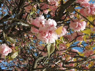 Japanese Cherry Blossom Splendor: Zoomed-In View of Beautiful Pink Flowers Adorning Blossoming Sakura Tree - Iconic Symbol of Springtime Beauty