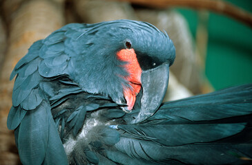 Cacatoès noir,.Probosciger aterrimus, Palm Cockatoo © JAG IMAGES