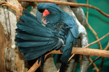 Cacatoès noir,.Probosciger aterrimus, Palm Cockatoo © JAG IMAGES