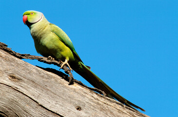 Perruche à collier,.Psittacula krameri, Rose ringed Parakeet , Inde