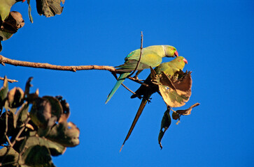 Perruche à collier,.Psittacula krameri, Rose ringed Parakeet , Inde © JAG IMAGES