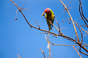 Perruche à tête prune,.Psittacula cyanocephala, Plum headed Parakeet, Inde © JAG IMAGES