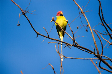 Perruche à tête prune,.Psittacula cyanocephala, Plum headed Parakeet, Inde © JAG IMAGES