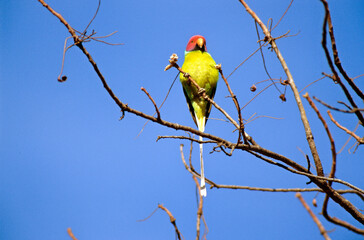 Perruche à tête prune,.Psittacula cyanocephala, Plum headed Parakeet, Inde © JAG IMAGES