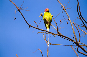 Perruche à tête prune,.Psittacula cyanocephala, Plum headed Parakeet, Inde © JAG IMAGES