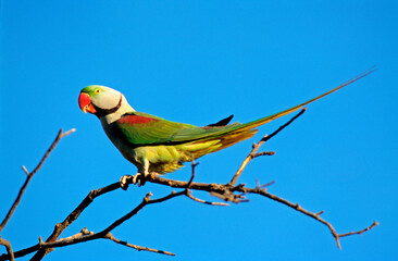 Perruche à collier,.Psittacula krameri, Rose ringed Parakeet , Inde © JAG IMAGES