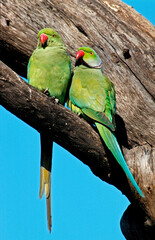 Perruche à collier,.Psittacula krameri, Rose ringed Parakeet , Inde © JAG IMAGES