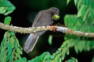 Pérroquet noir des Seychelles ,  Vasa des SeychellesSeychelles Black Parrot, Coracopsis nigra barklyi, Bilimbi, Averrhoa bilimbi, Ile Praslin, Seychelles © JAG IMAGES