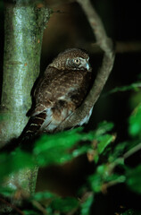 Chevêchette d'Europe,.Glaucidium passerinum , Eurasian Pygmy Owl