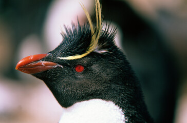 Gorfou doré, Manchot gorfou macaroni, .Eudyptes chrysolophus, Macaroni Penguin, Iles Falkland,...