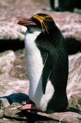 Naklejka premium Gorfou doré, Manchot gorfou macaroni, .Eudyptes chrysolophus, Macaroni Penguin, Iles Falkland, Malouines