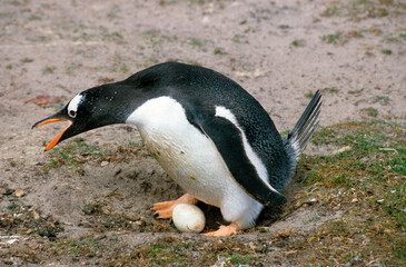 Manchot papou, nid, oeuf, .Pygoscelis papua, Gentoo Penguin, Iles Falkland, Malouines