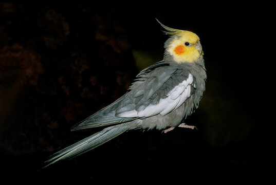 Calopsitte &eacute;l&eacute;gante, .Nymphicus hollandicus, Cockatiel, Perruche ondul&eacute;e