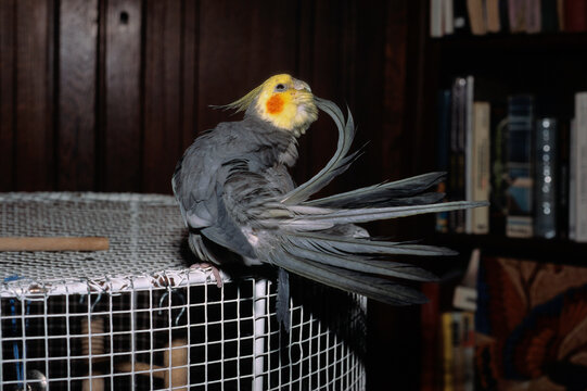 Calopsitte &eacute;l&eacute;gante, .Nymphicus hollandicus, Cockatiel, Perruche ondul&eacute;e
