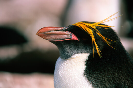 Gorfou dor&eacute;, Manchot gorfou macaroni, .Eudyptes chrysolophus, Macaroni Penguin, Iles Falkland, Malouines