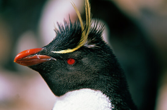 Gorfou dor&eacute;, Manchot gorfou macaroni, .Eudyptes chrysolophus, Macaroni Penguin, Iles Falkland, Malouines