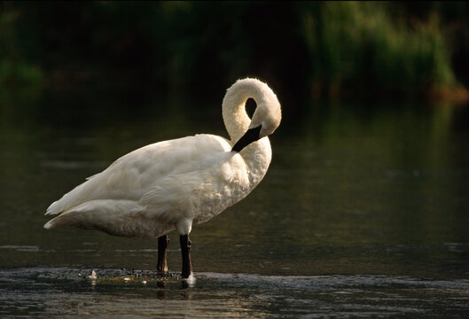 Cygne tromp&eacute;tte, Trumpeter Swan, Cygnus buccinator, Parc national du Yellowstone, USA