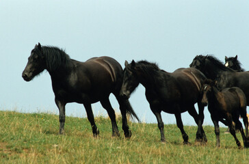 Poney, femelle, jeune, race Mérens