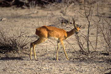 Gazelle dorcas, Gazella dorcas, désert, Israel