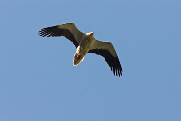 Vautour percnoptère , Percnoptère d'Égypte,.Neophron percnopterus, Egyptian Vulture