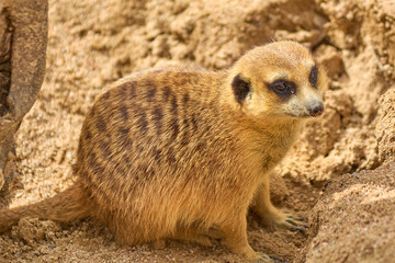 Fototapeta premium Solitary Meerkat with an attentive gaze, perched on the sand in its natural habitat.