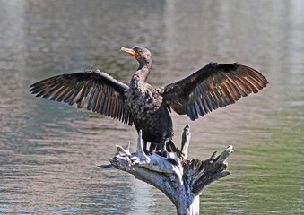 Double-Crested Cormorant Perched on Driftwood with Spread Wings