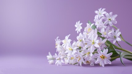 Naklejka na ściany i meble Beautiful spring flowers isolated on purple background. AI generated image