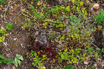 Different green grass in spring and summer