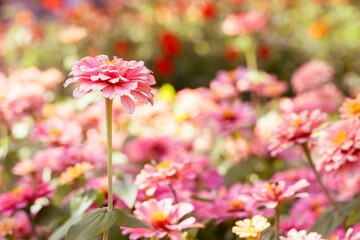 PINK Zinnia flower stand out from the background Blur with copy space