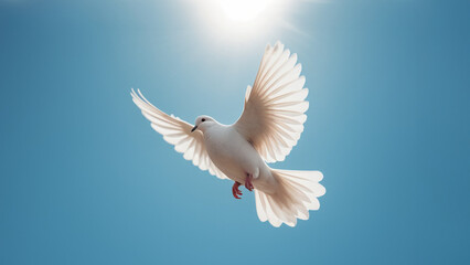Fototapeta premium a white peace pigeon flying in a bright blue sky whitout clouds