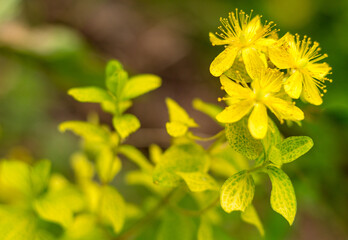 St. John's wort flowers