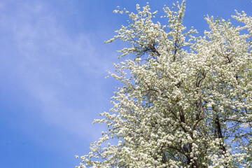 pear tree with flowers..