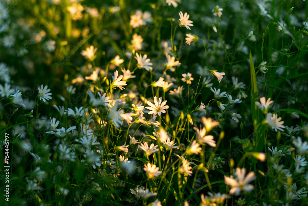 Wall mural forest flowers