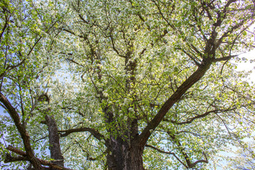 Obraz premium pear tree with flowers..