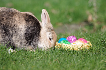 Ein Hauskaninchen sitzt im Gras neben einem Nest mit Ostereiern