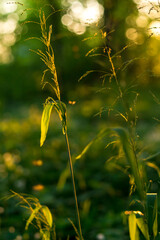 a blade of grass in the sunlight..