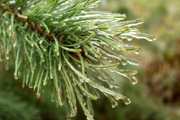 spruce branch with dew drops..
