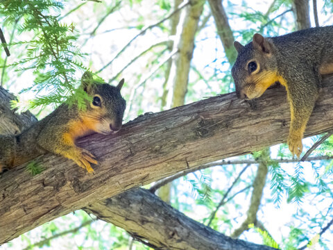 Squarrel in Tree
