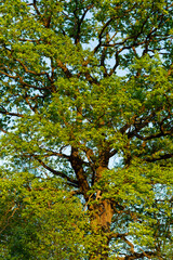 oak crown