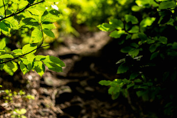 path in the bush