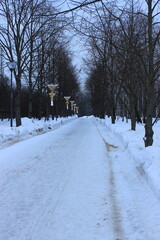 A beautiful alley in the city park.Moscow. Russia.
