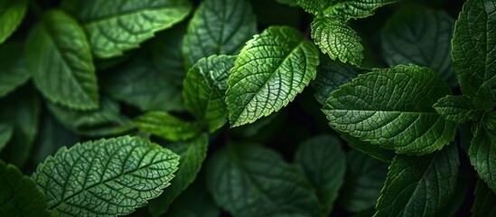 A close-up shot of a bunch of green leaves positioned next to each other, showcasing their detailed texture and vibrant color. - obrazy, fototapety, plakaty