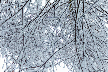 Obraz premium winter forest